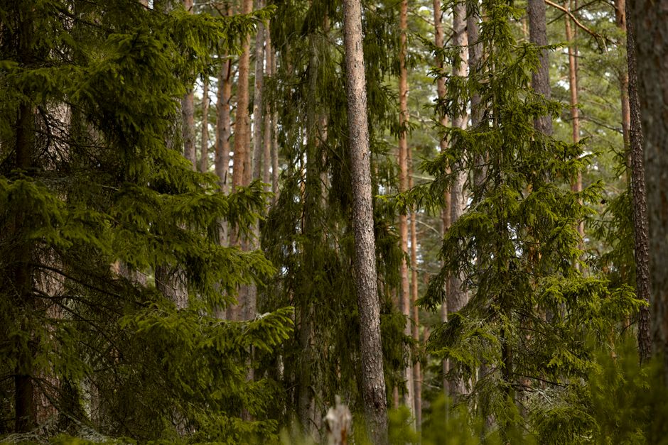 Detail Gambar Hutan Pinus Untuk Background Number 13