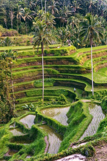 Detail Gambar Pemandangan Sawah Yang Indah Number 12