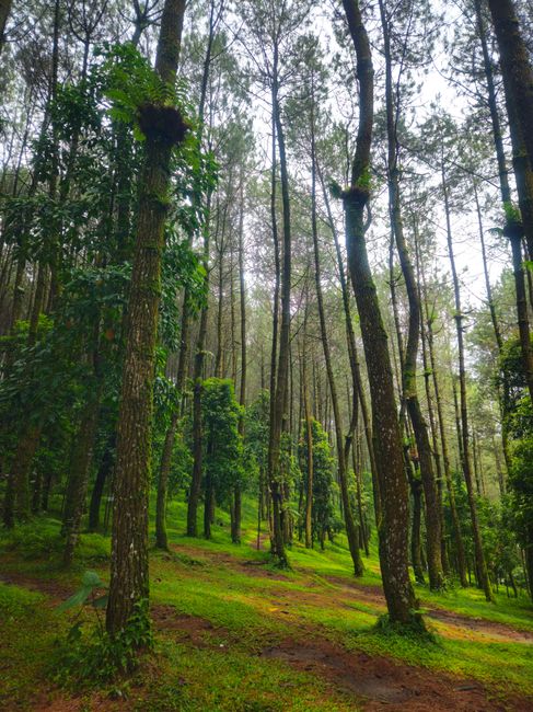 Detail Background Hutan Hijau Resolusi Tinggi Number 16