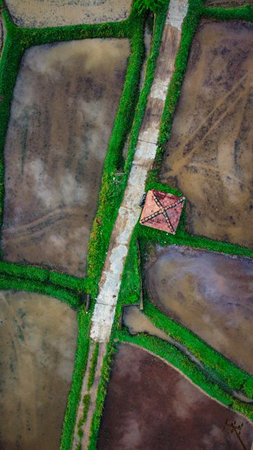Detail Foto Hujan Di Tengah Sawah Number 7