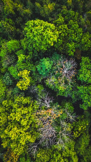Detail Gambar Ekosistem Hutan Yang Mudah Number 8
