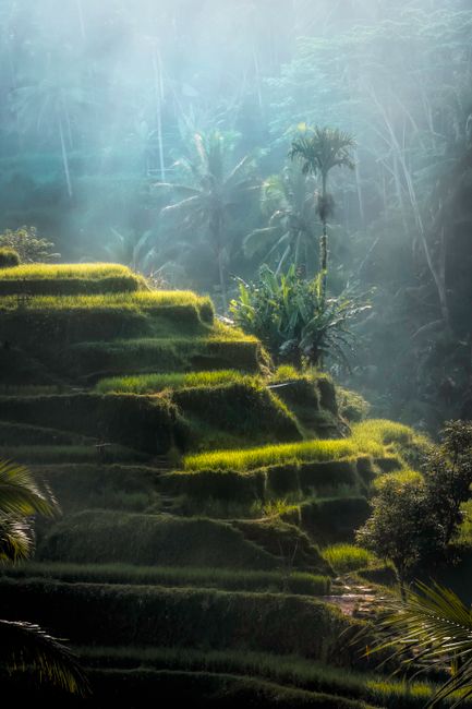 Detail Foto Sawah Hijau Di Bali Number 8