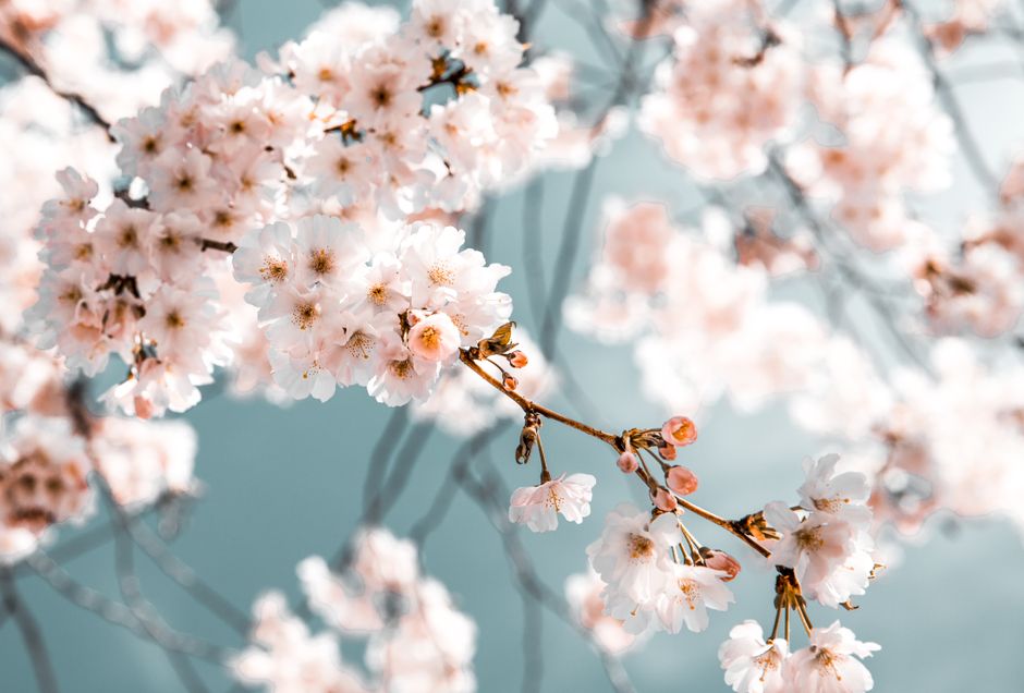 Detail Wallpaper Bunga Sakura Hd Number 2
