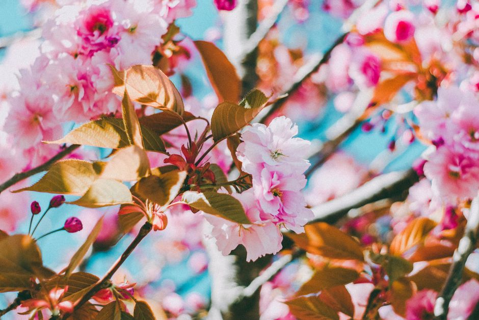 Wallpaper Bunga Sakura Hd Abfb