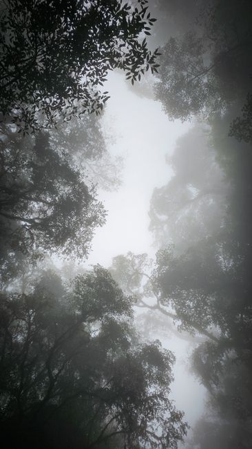 Detail Foto Kabut Tebal Di Hutan Number 18