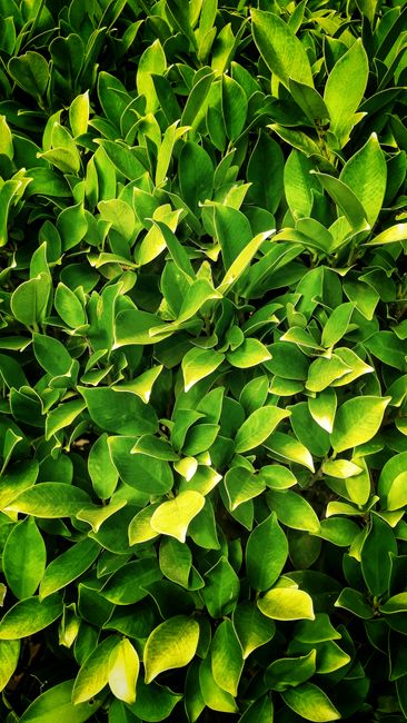 Detail Wallpaper Daun Hijau Minimalis Number 4