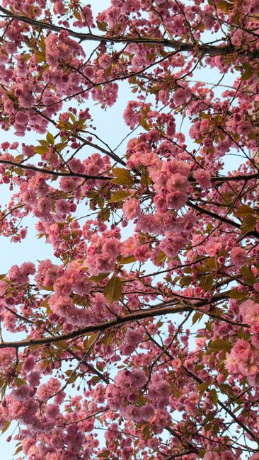 Detail Foto Bunga Sakura Saat Mekar Number 19