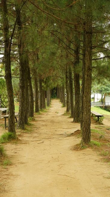 Detail Background Hutan Hijau Resolusi Tinggi Number 15