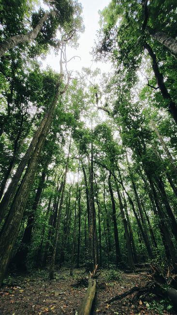 Detail Gambar Ekosistem Hutan Yang Mudah Number 12