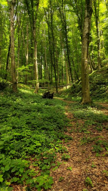 Detail Background Hutan Hijau Resolusi Tinggi Number 12