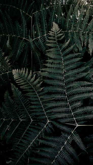 Detail Gambar Daun Tropis Estetik Number 4
