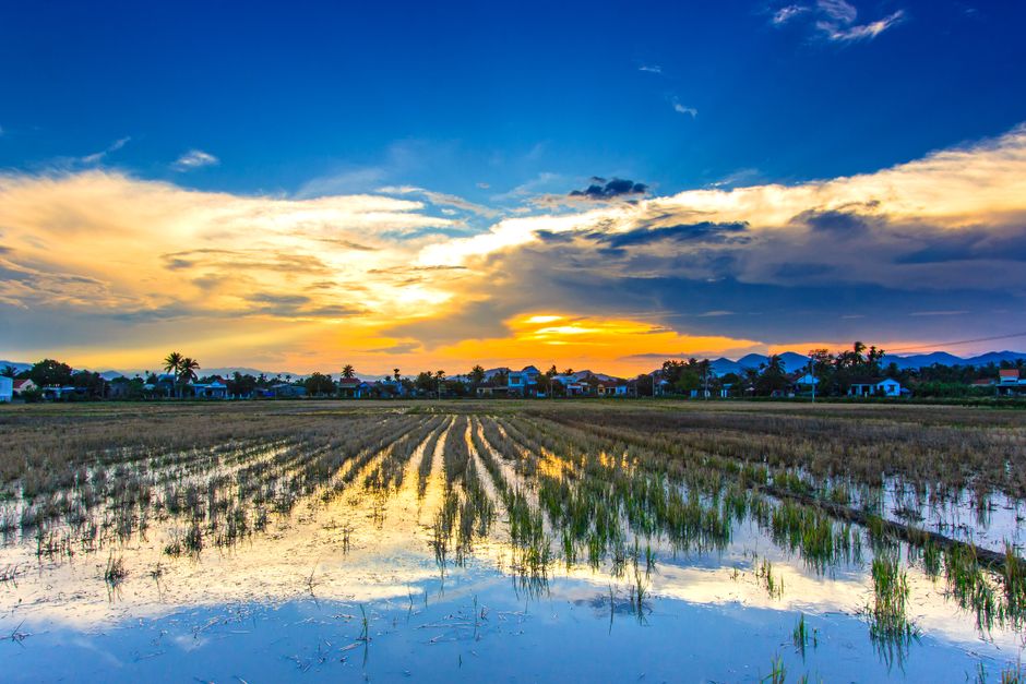Detail Gambar Sawah Saat Matahari Terbit Number 3