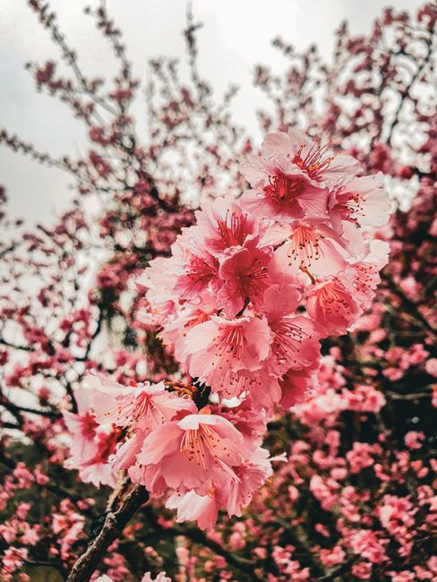 Foto Bunga Sakura Saat Mekar 4c13