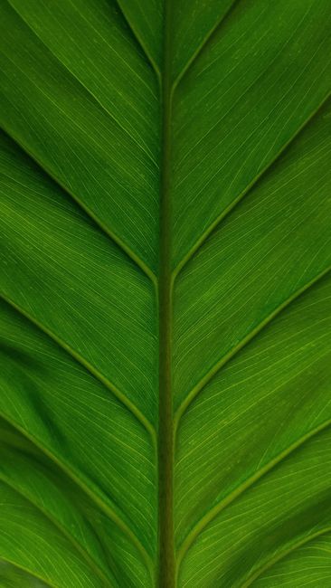 Detail Wallpaper Daun Hijau Minimalis Number 5