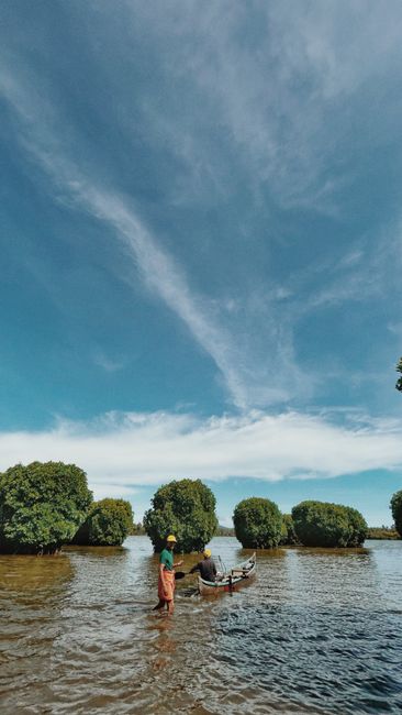 Detail Gambar Hutan Mangrove Yang Lestari Number 16