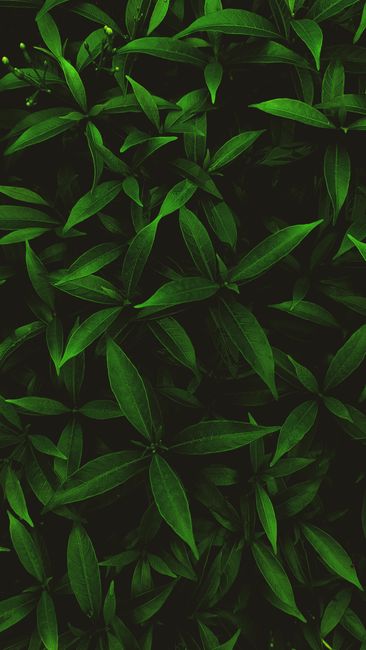 Detail Wallpaper Daun Hijau Minimalis Number 14