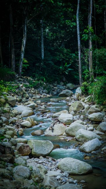 Detail Gambar Hutan Dengan Sungai Kecil Number 16