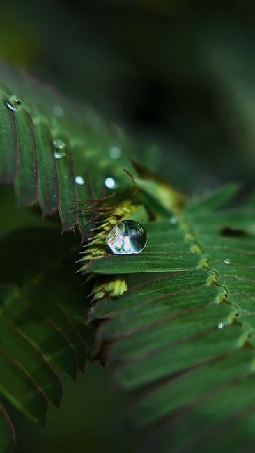Detail Gambar Embun Pagi Di Daun Number 9
