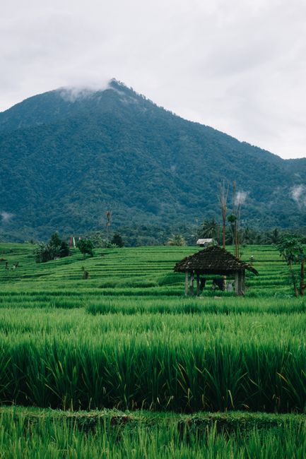Detail Foto Sawah Hijau Di Bali Number 11
