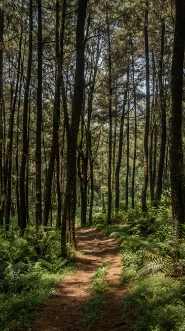 Detail Gambar Ekosistem Hutan Yang Mudah Number 3