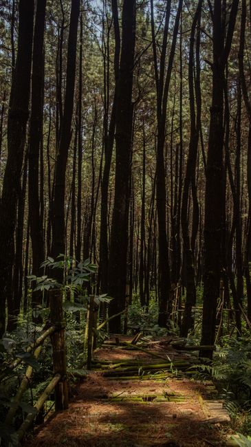 Detail Background Hutan Hijau Resolusi Tinggi Number 20