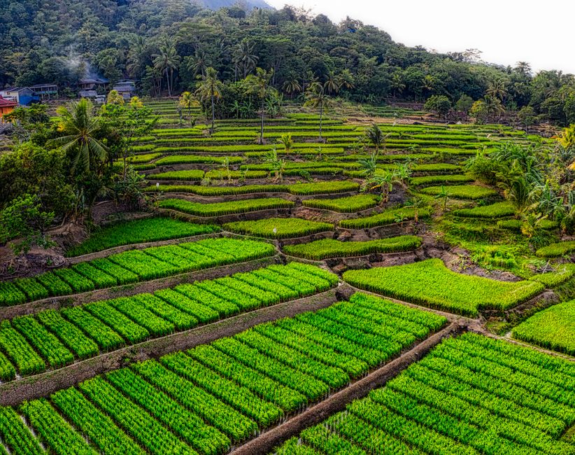 Detail Foto Kebun Organik Yang Hijau Number 20