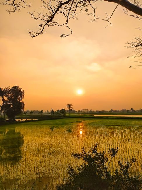 Detail Gambar Sawah Saat Matahari Terbit Number 5