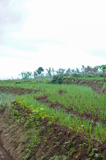 Detail Foto Kebun Organik Yang Hijau Number 2
