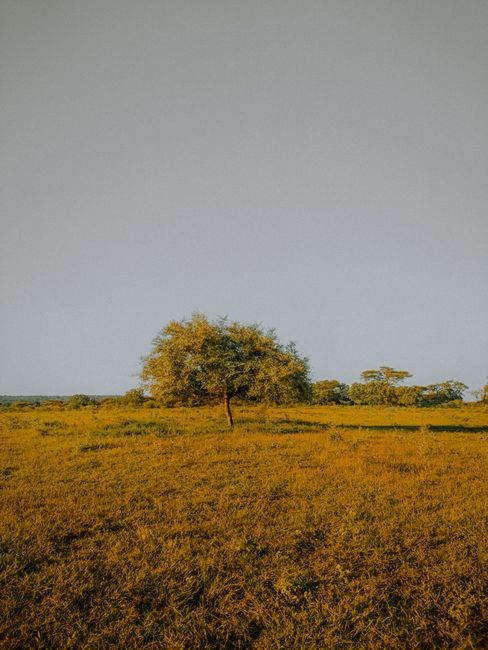 Detail Foto Savana Baluran Yang Indah Number 2