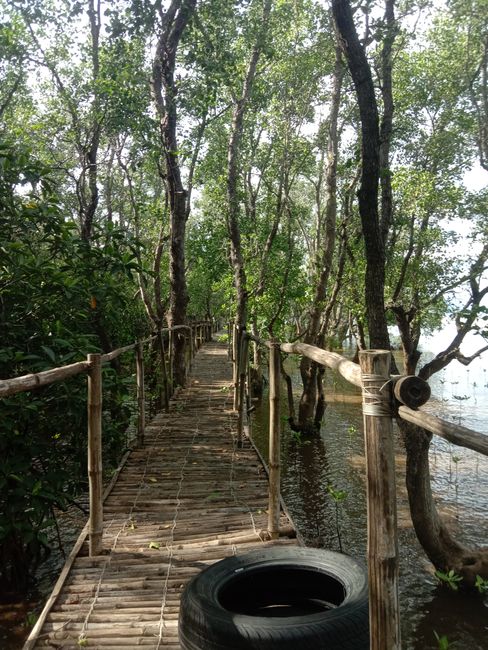 Detail Gambar Hutan Mangrove Yang Lestari Number 13