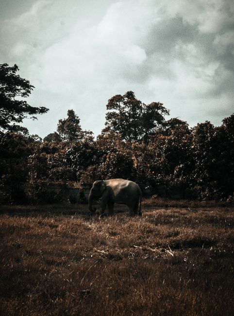 Detail Foto Gajah Di Alam Liar Indonesia Number 13