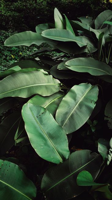 Detail Gambar Daun Tropis Estetik Number 9