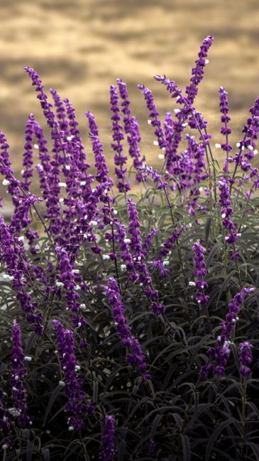 Detail Gambar Bunga Lavender Di Kebun Number 20