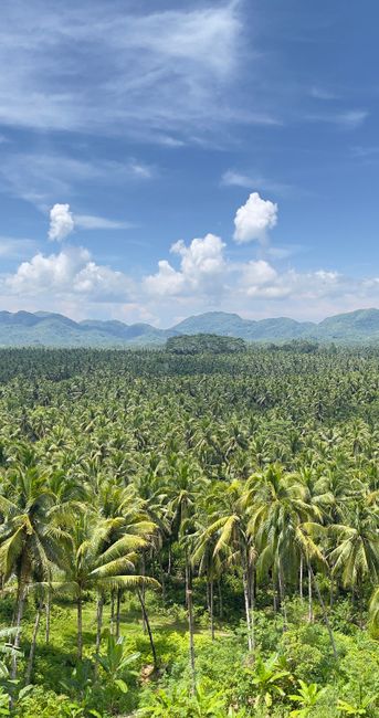 Detail Gambar Panorama Hutan Tropis Number 3