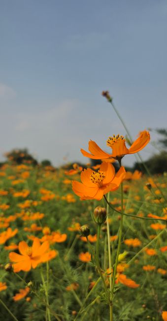 Detail Foto Ladang Bunga Yang Indah Number 18