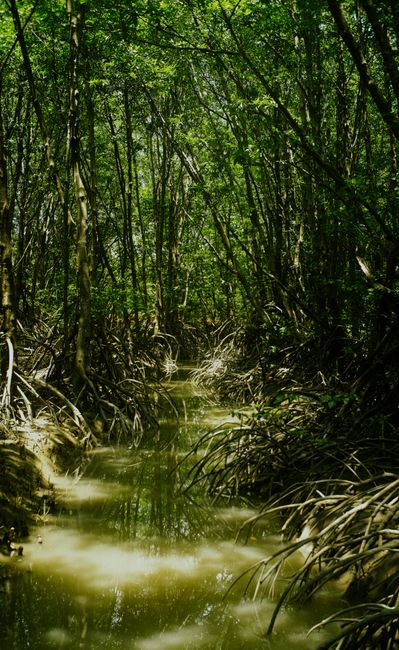 Detail Gambar Hutan Mangrove Yang Lestari Number 18