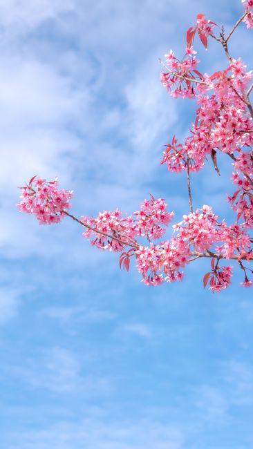 Detail Wallpaper Bunga Sakura Hd Number 13