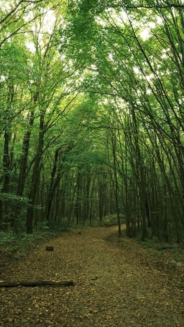 Detail Gambar Hutan Hijau Yang Indah Number 8