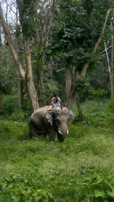 Detail Foto Gajah Di Alam Liar Indonesia Number 19