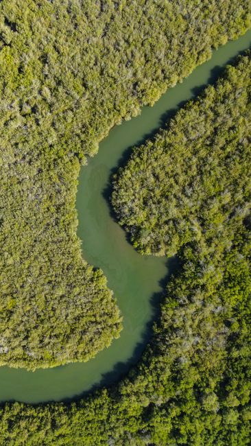 Detail Gambar Hutan Mangrove Yang Lestari Number 6