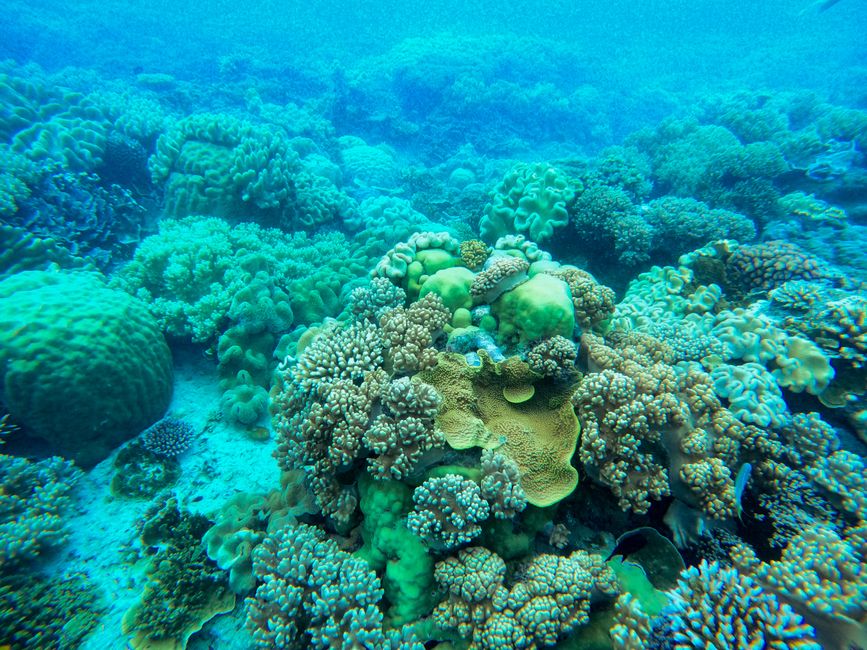 Detail Foto Terumbu Karang Yang Sehat Number 14