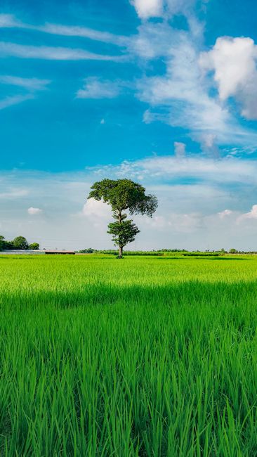 Detail Gambar Pemandangan Sawah Yang Indah Number 15