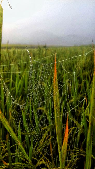 Detail Foto Hujan Di Tengah Sawah Number 3