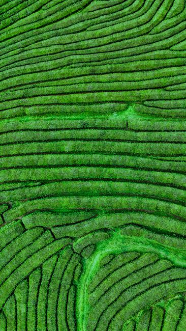 Detail Gambar Kebun Teh Yang Hijau Number 12