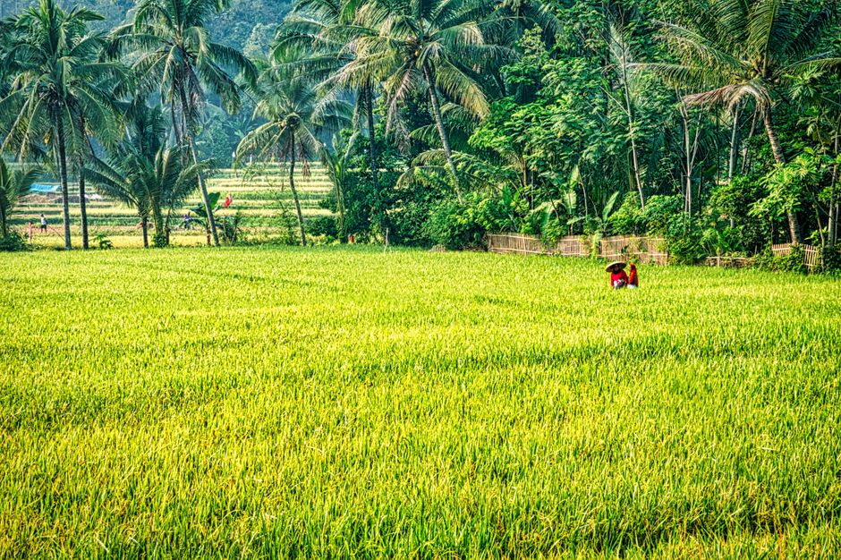 Detail Gambar Pemandangan Sawah Yang Indah Number 11