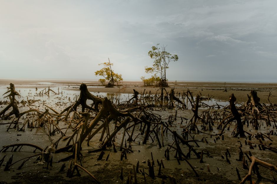 Detail Gambar Hutan Mangrove Yang Lestari Number 4
