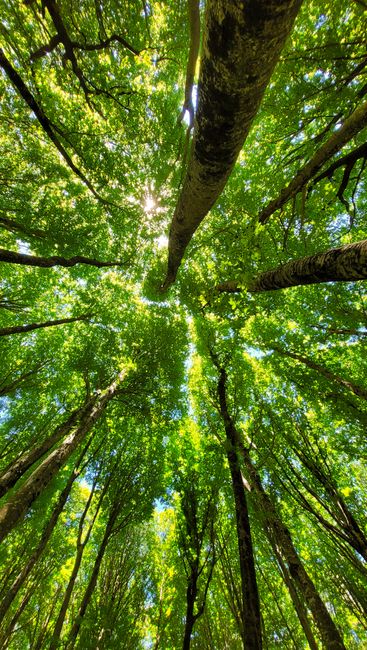 Detail Gambar Ekosistem Hutan Yang Mudah Number 13