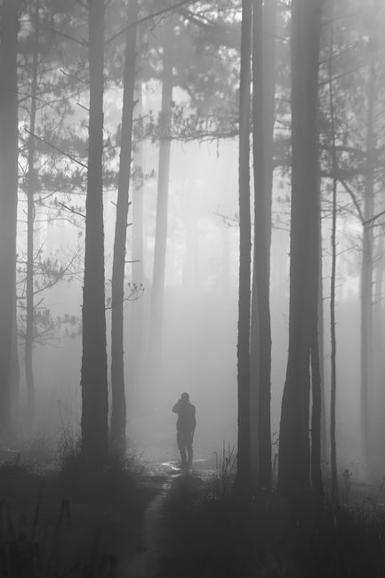 Detail Gambar Kabut Tebal Di Hutan Pinus Number 17