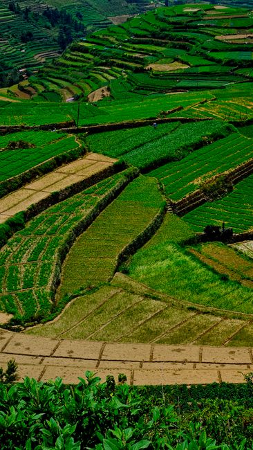 Detail Gambar Lanskap Pertanian Indonesia Number 5