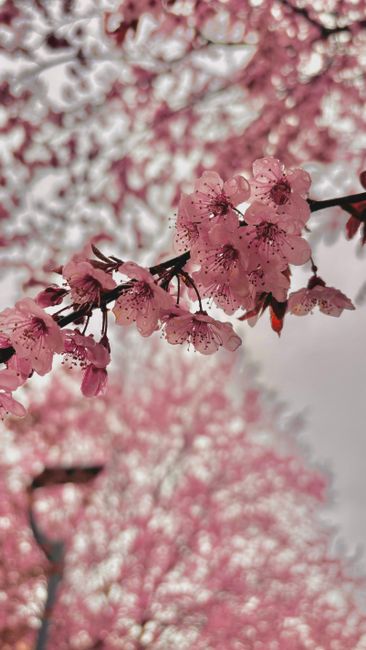 Detail Foto Bunga Sakura Saat Mekar Number 10